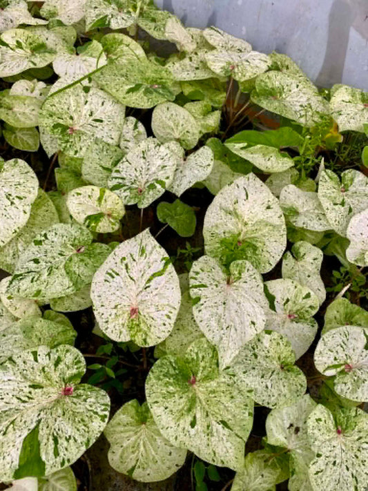 Caladium Pre-Order-C024