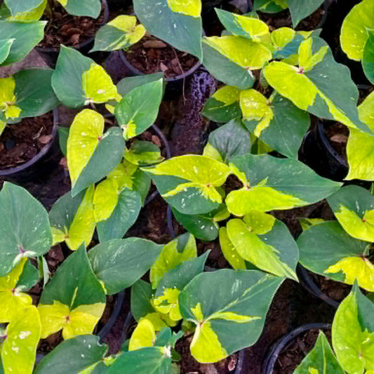 Caladium Pre-Order-C025