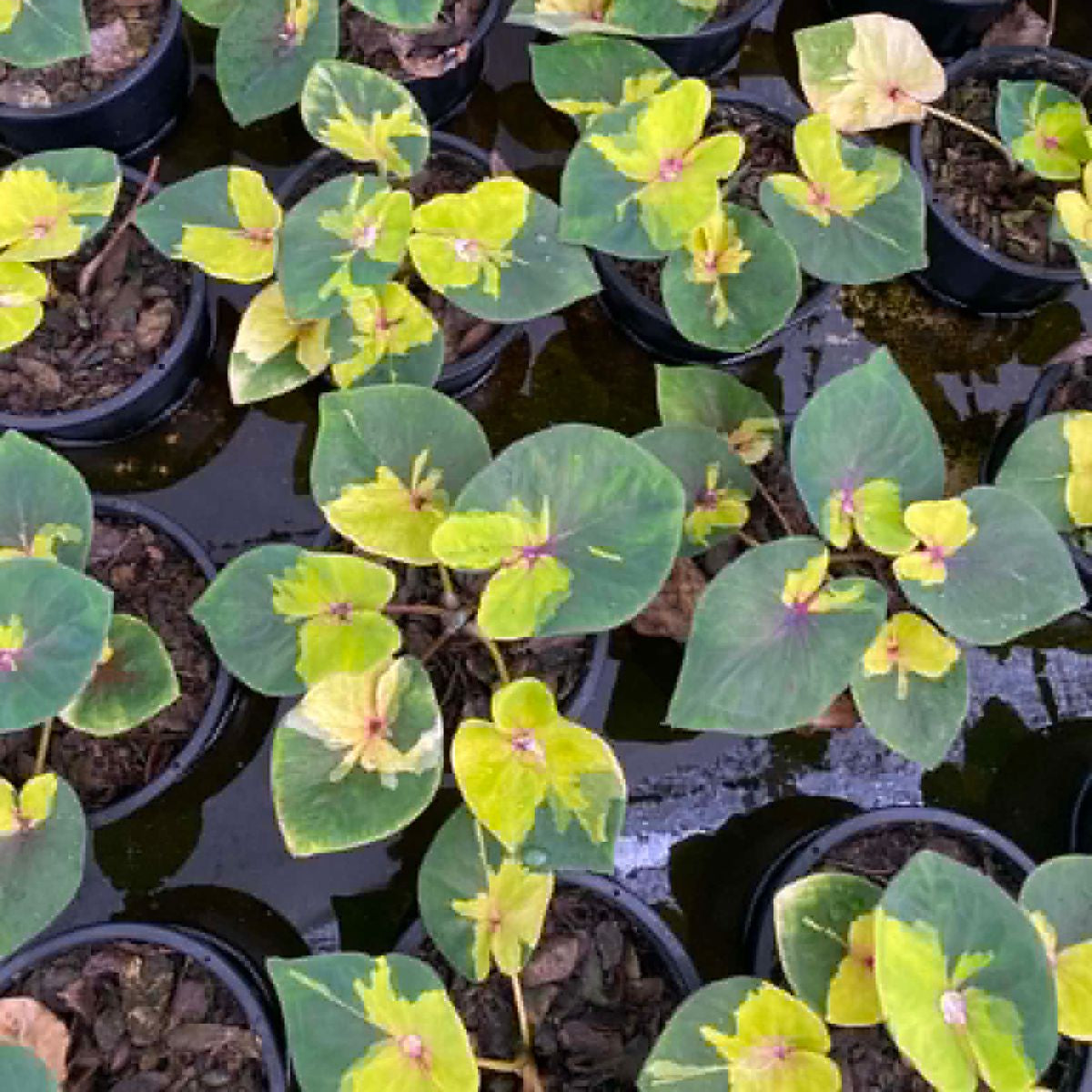 Caladium Pre-Order-C029
