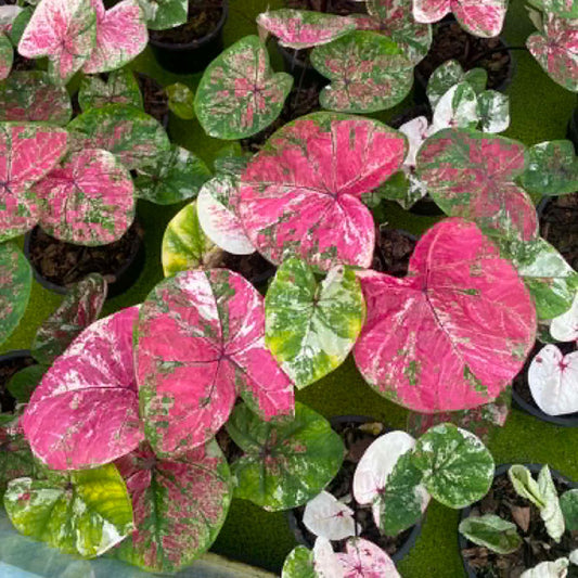 Caladium Pre-Order-C028