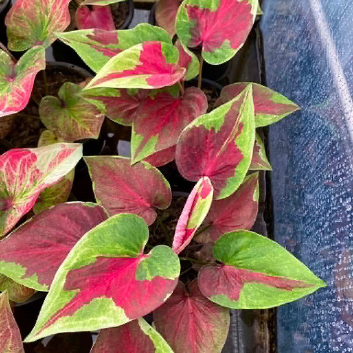 Caladium Pre-Order-C032