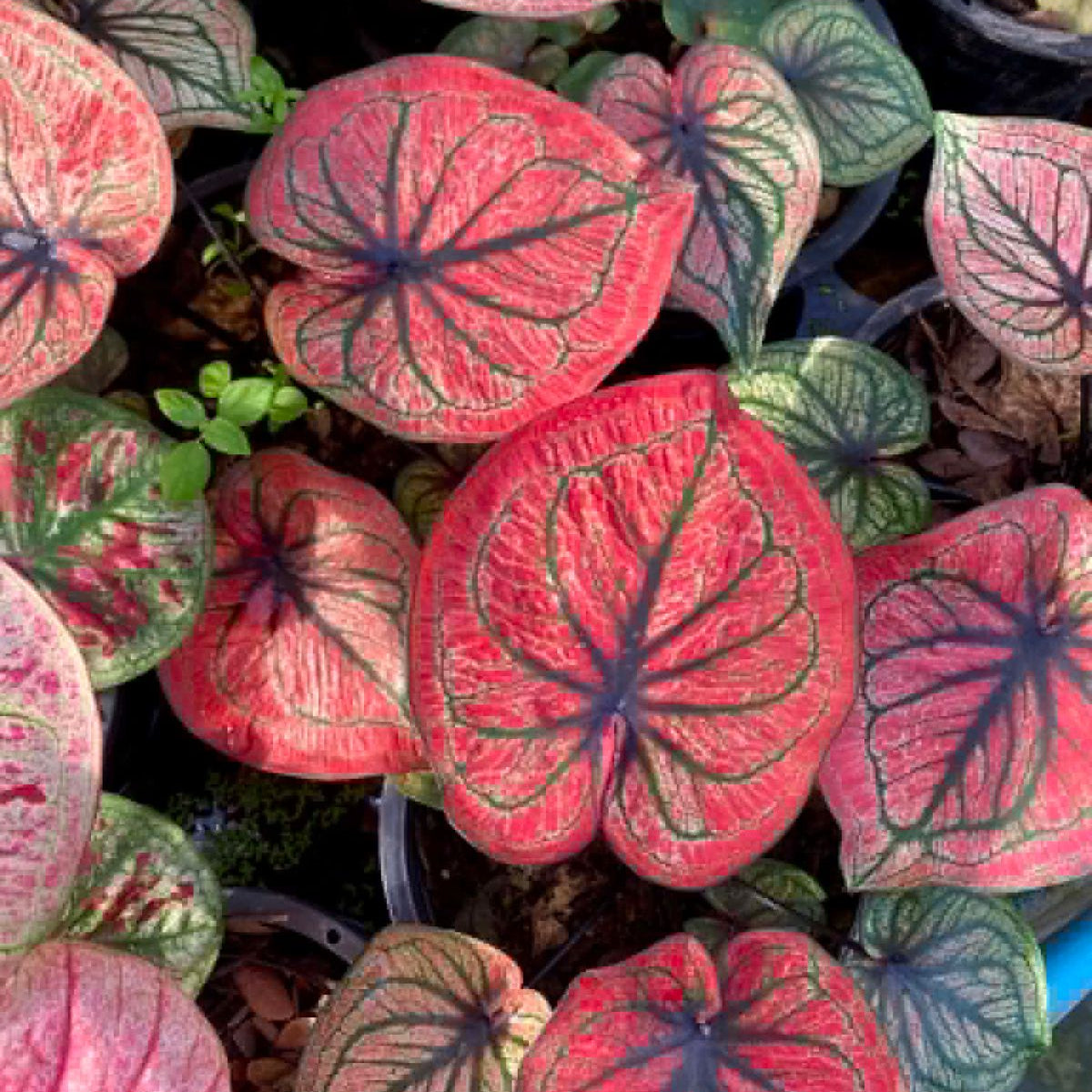 Caladium Pre-Order-C030