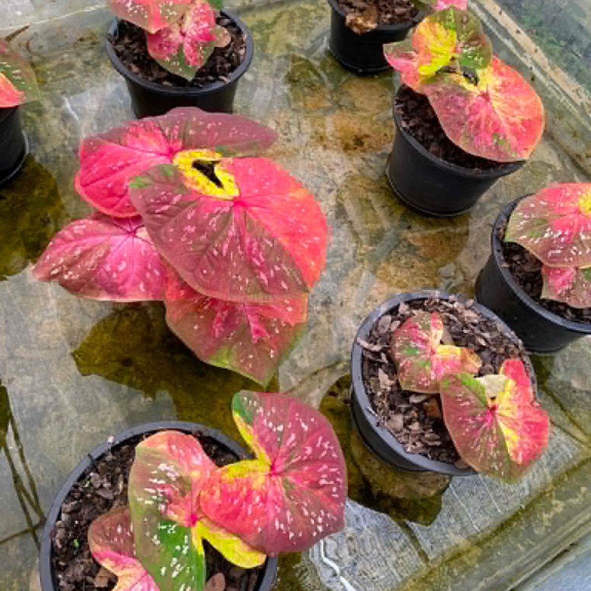 Caladium Pre-Order-C035