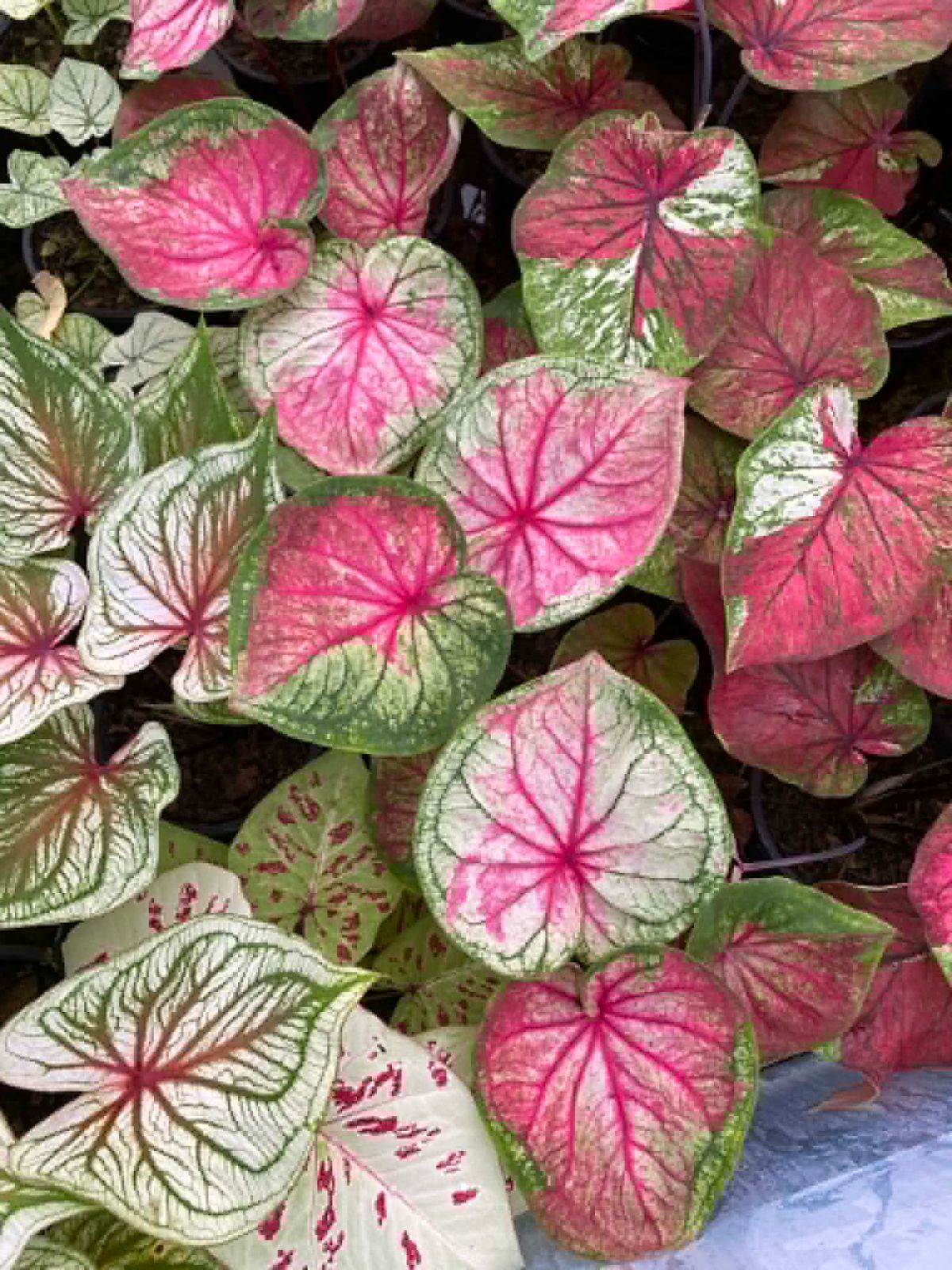 Caladium Pre-Order-C033