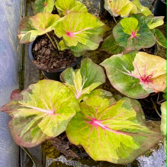 Caladium Pre-Order-C034