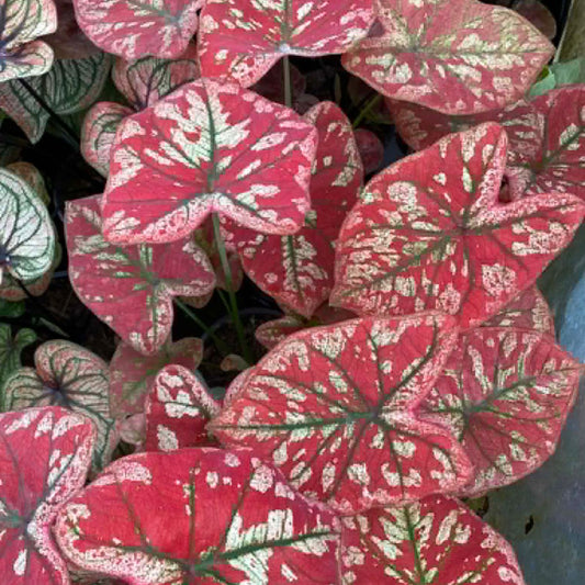 Caladium Pre-Order-C036
