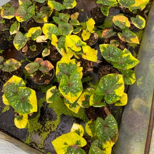 Caladium Pre-Order-C037