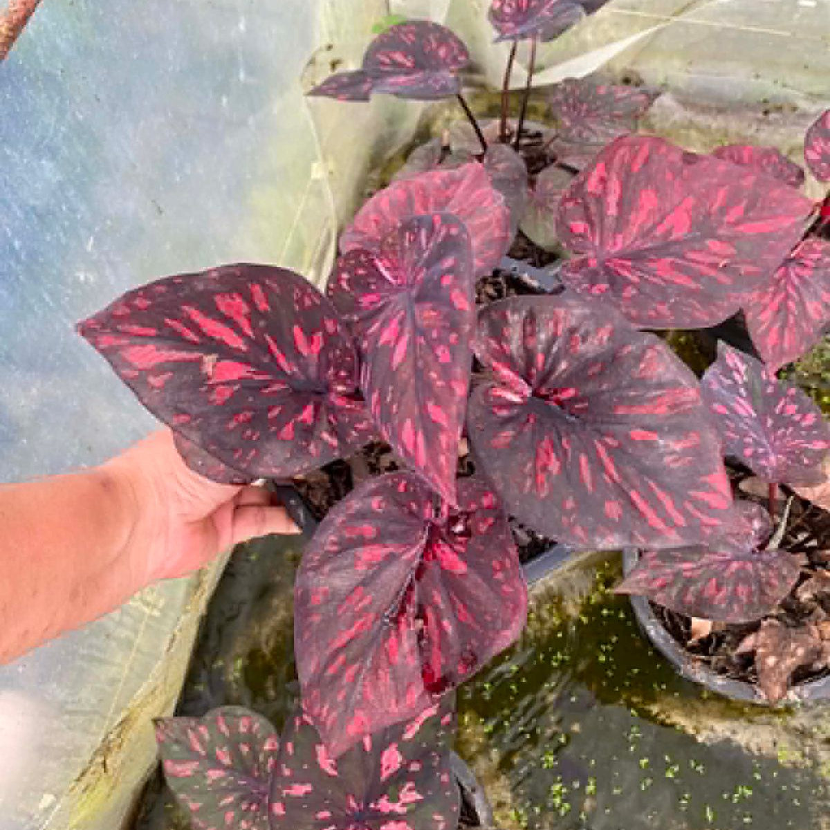 Caladium Pre-Order-C041