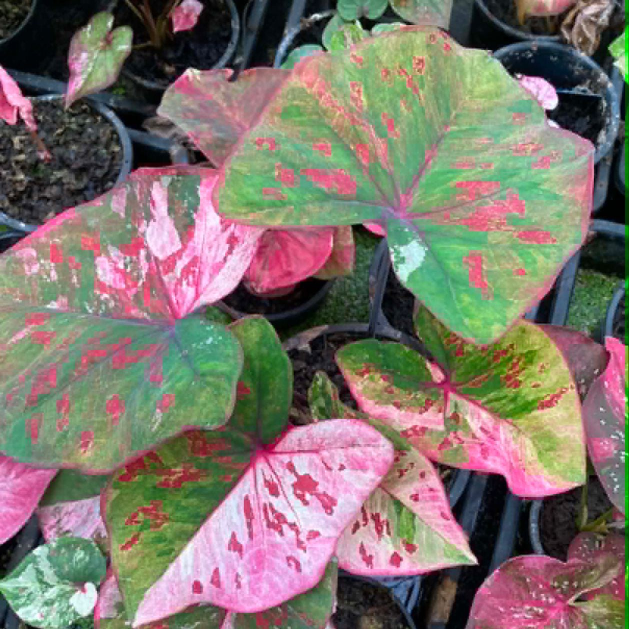 Caladium Pre-Order-C039
