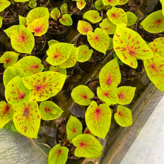 Caladium Pre-Order-C040
