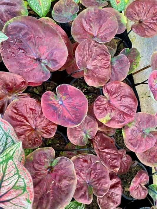 Caladium Pre-Order-C045