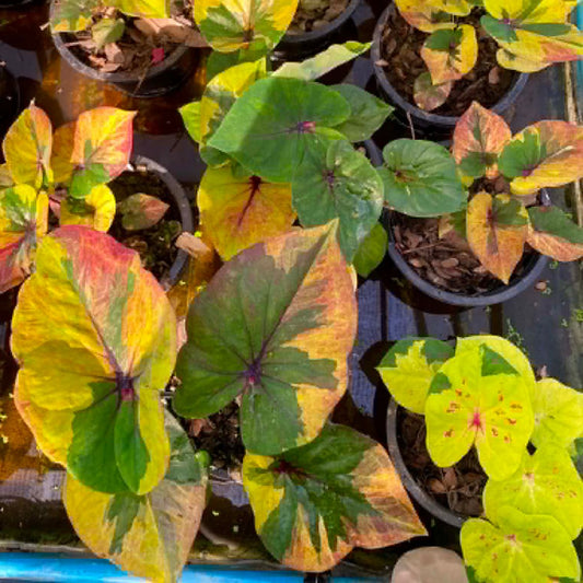 Caladium Pre-Order-C044