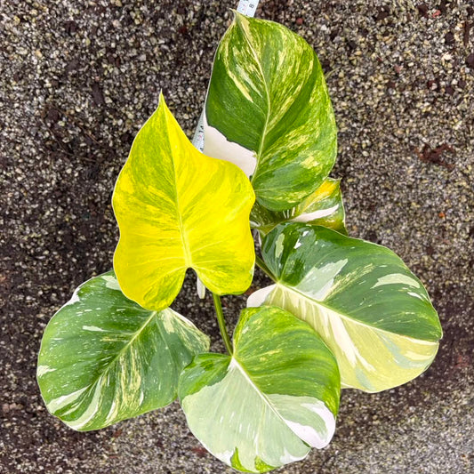 Philodendron White Wizard Tricolor - Pre Order