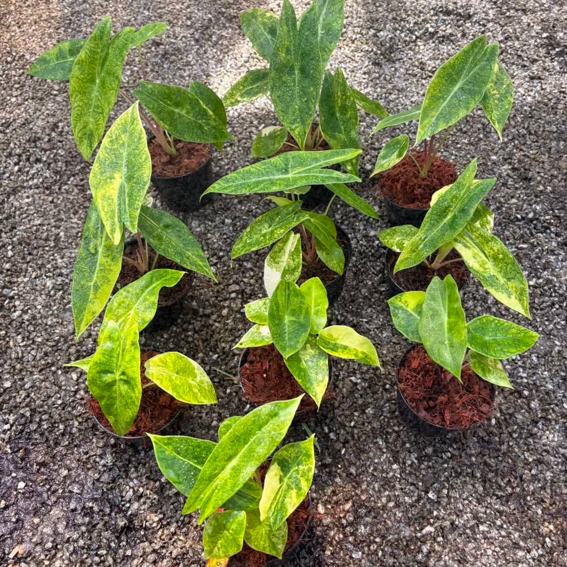 Alocasia Pink Dragon Aurea - Pre Order
