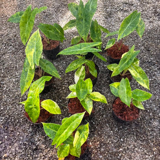 Alocasia Pink Dragon Aurea - Pre Order