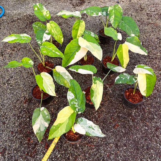 Syngonium Chiapense Variegated - Pre Order
