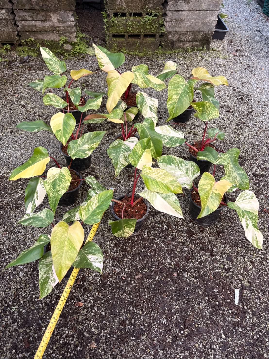 Philodendron Strawberry Shake - Pre Order