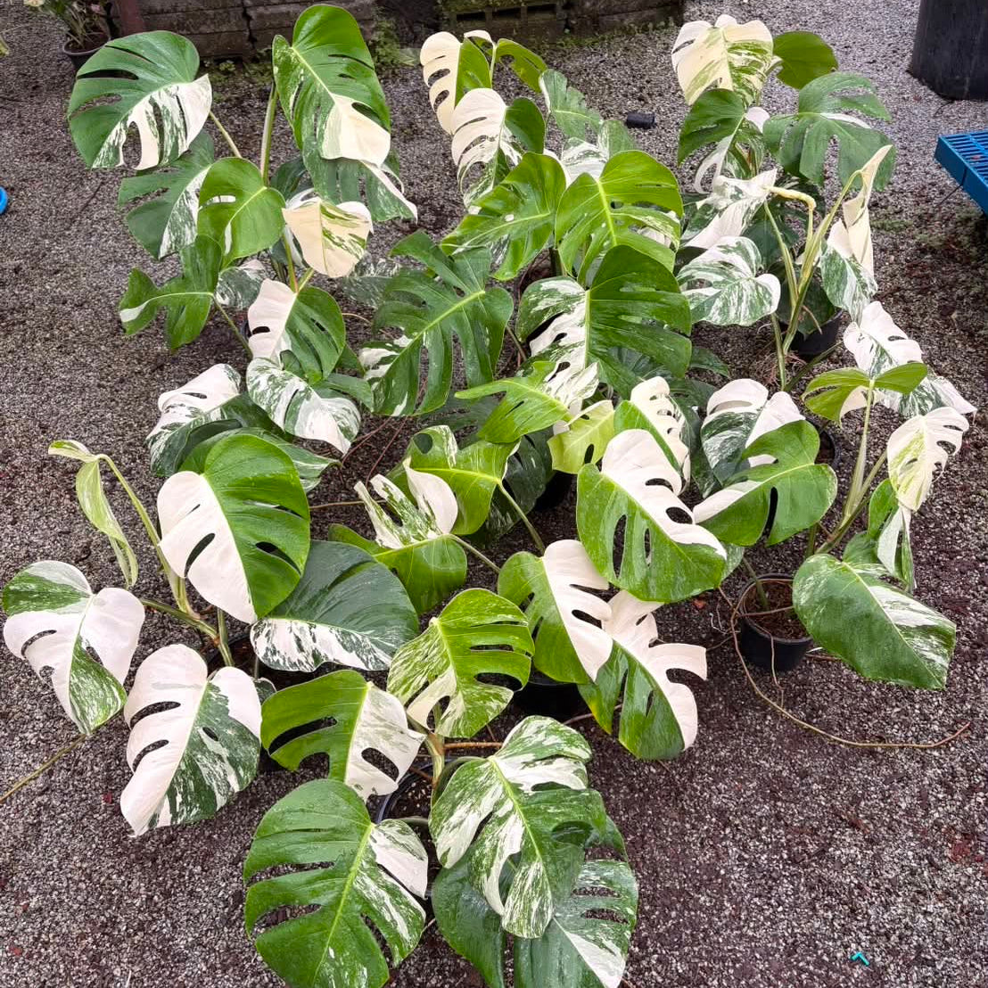 Monstera Albo - Pre Order