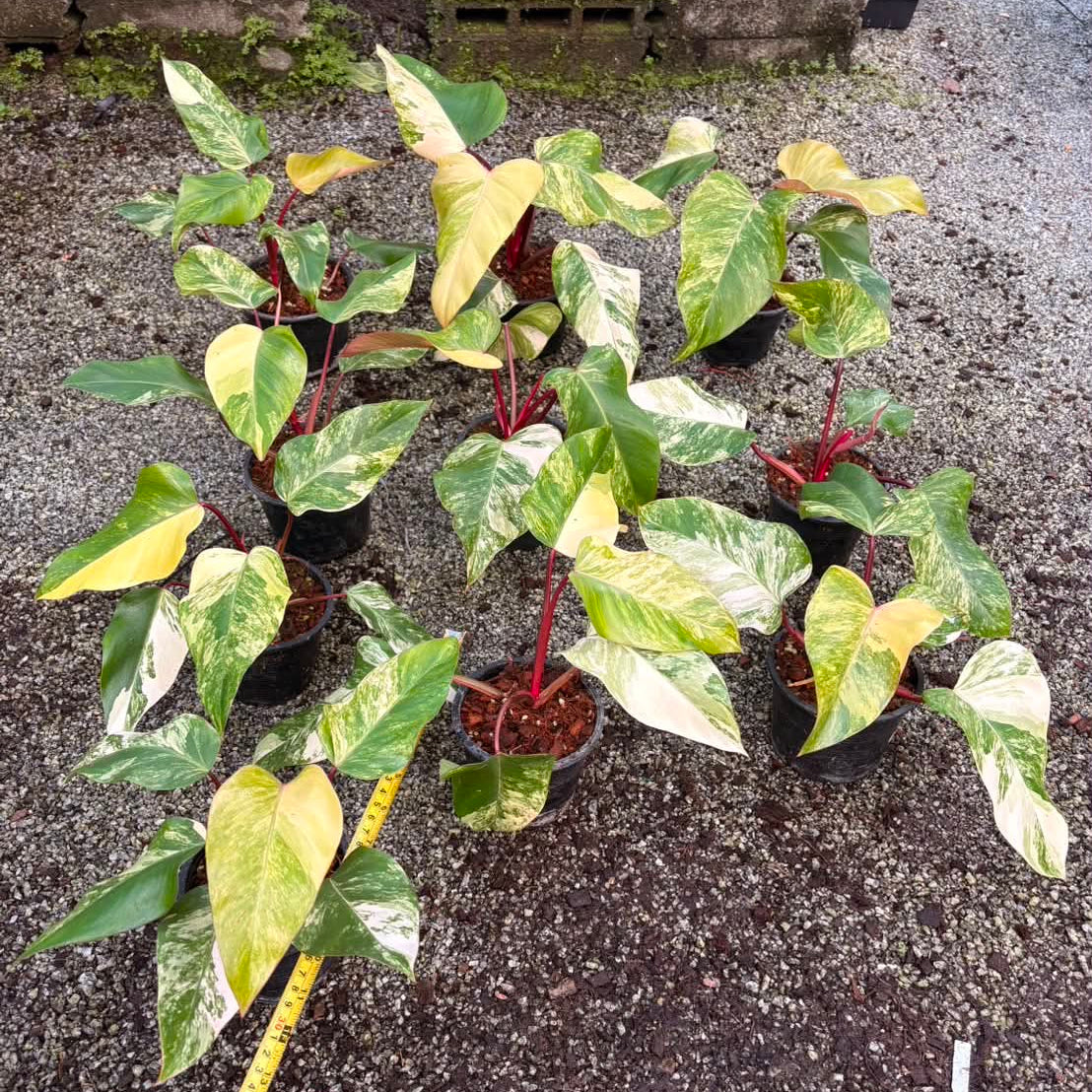 Philodendron Strawberry Shake - Pre Order