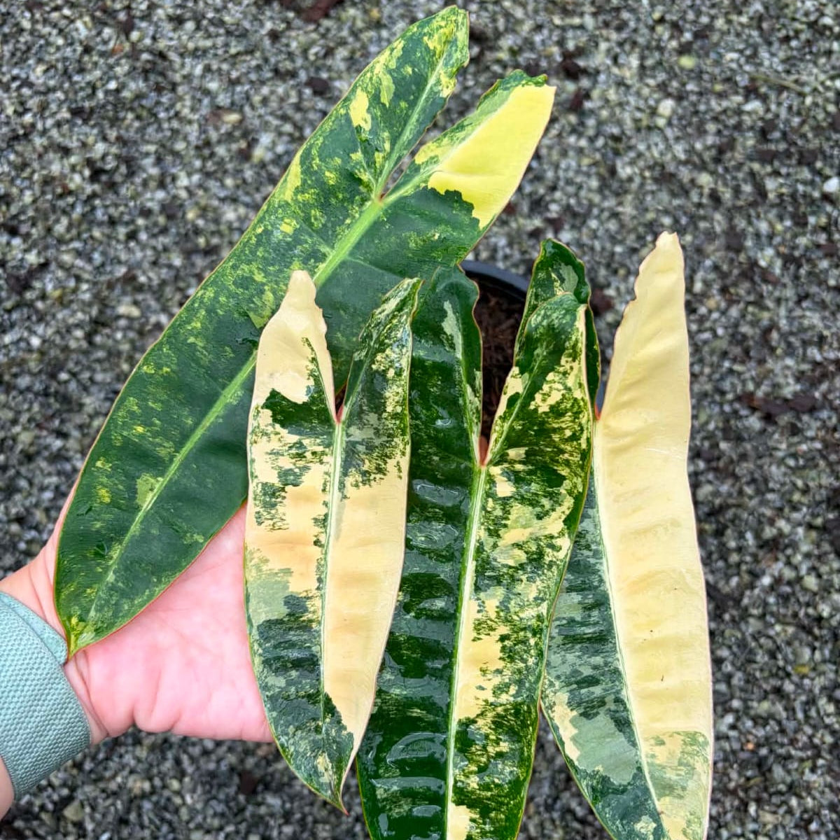 Philodendron Billietiae C  - Pre Order