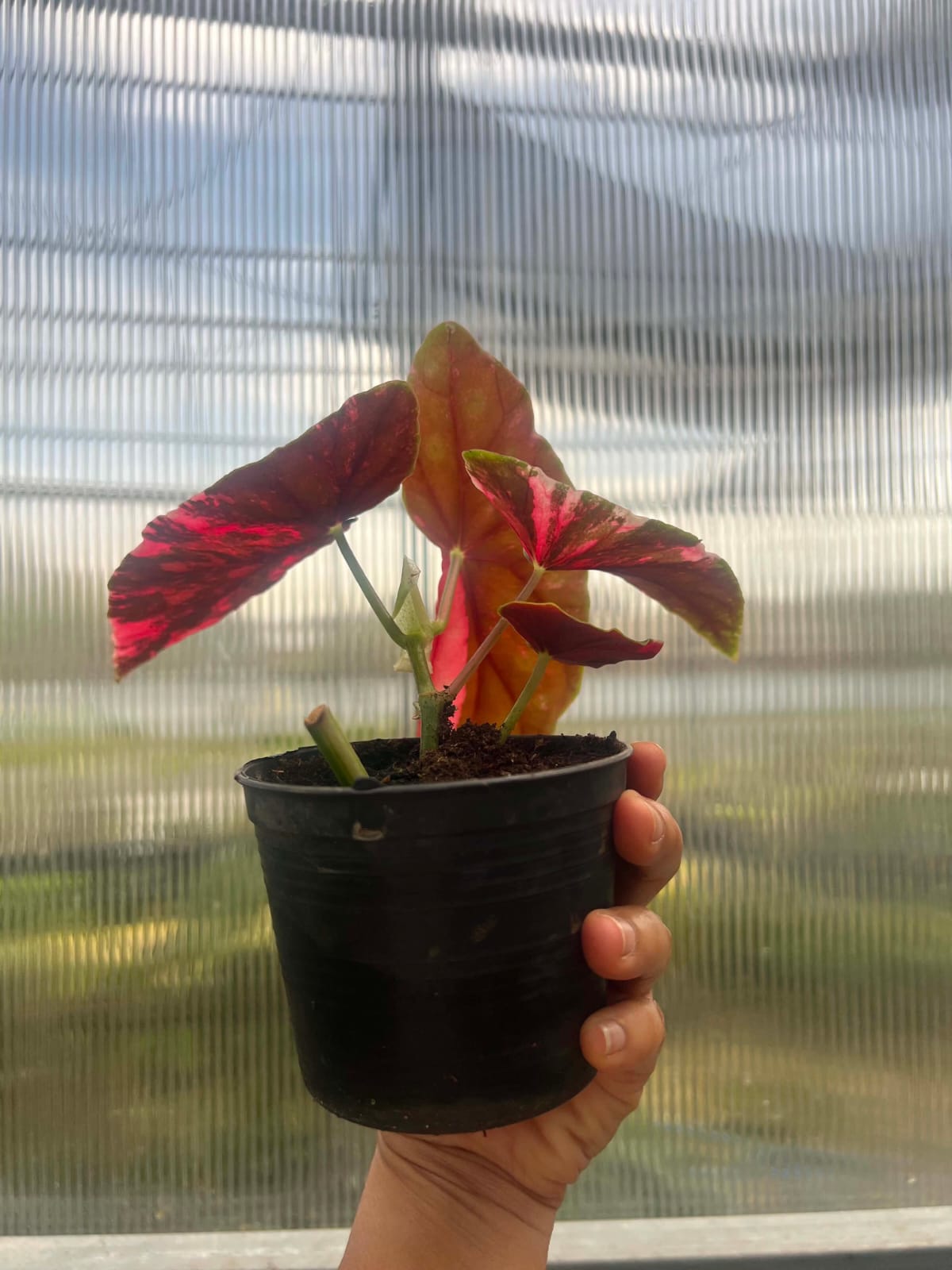 Begonia Maculata Pink Variegated A  - Pre Order