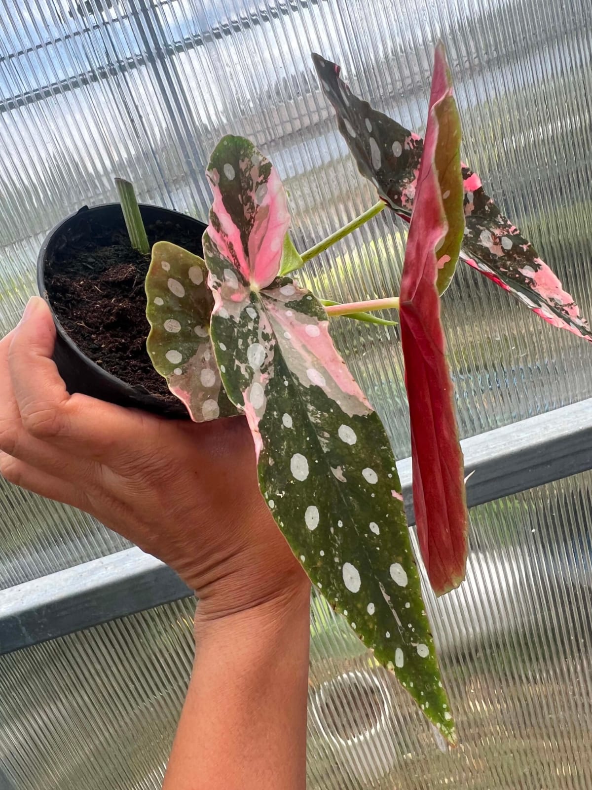 Begonia Maculata Pink Variegated A  - Pre Order