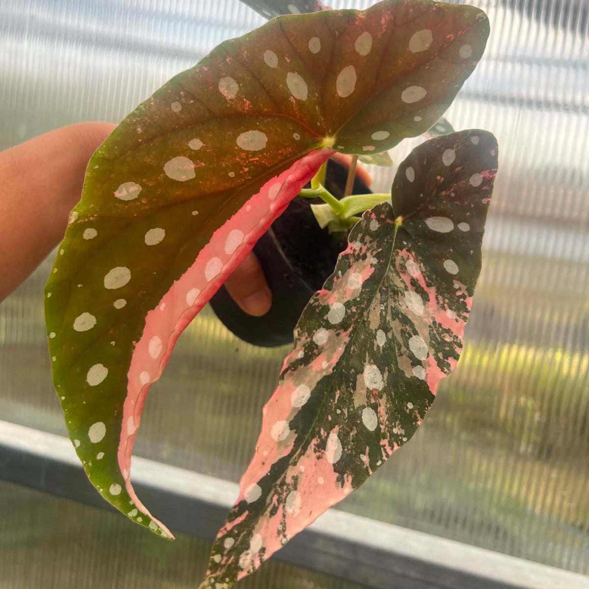 Begonia Maculata Pink Variegated A  - Pre Order