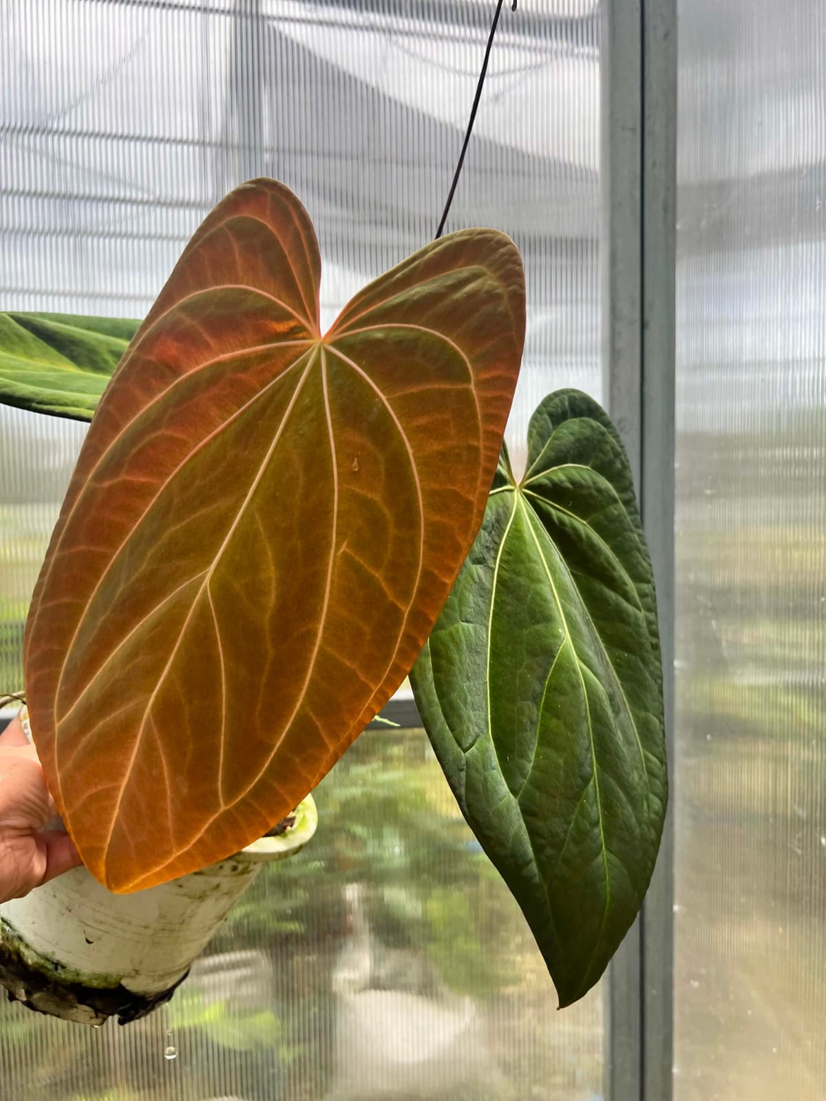 Anthurium AOS Hybrid (Large)  - Pre Order