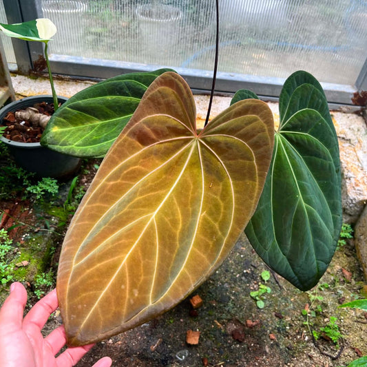 Anthurium AOS Hybrid (Large)  - Pre Order
