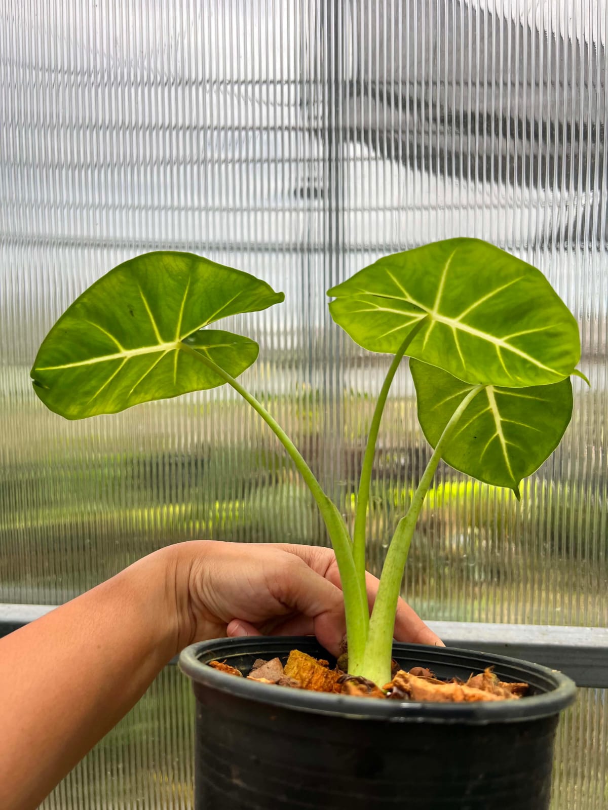 Alocasia Round Form  - Pre Order