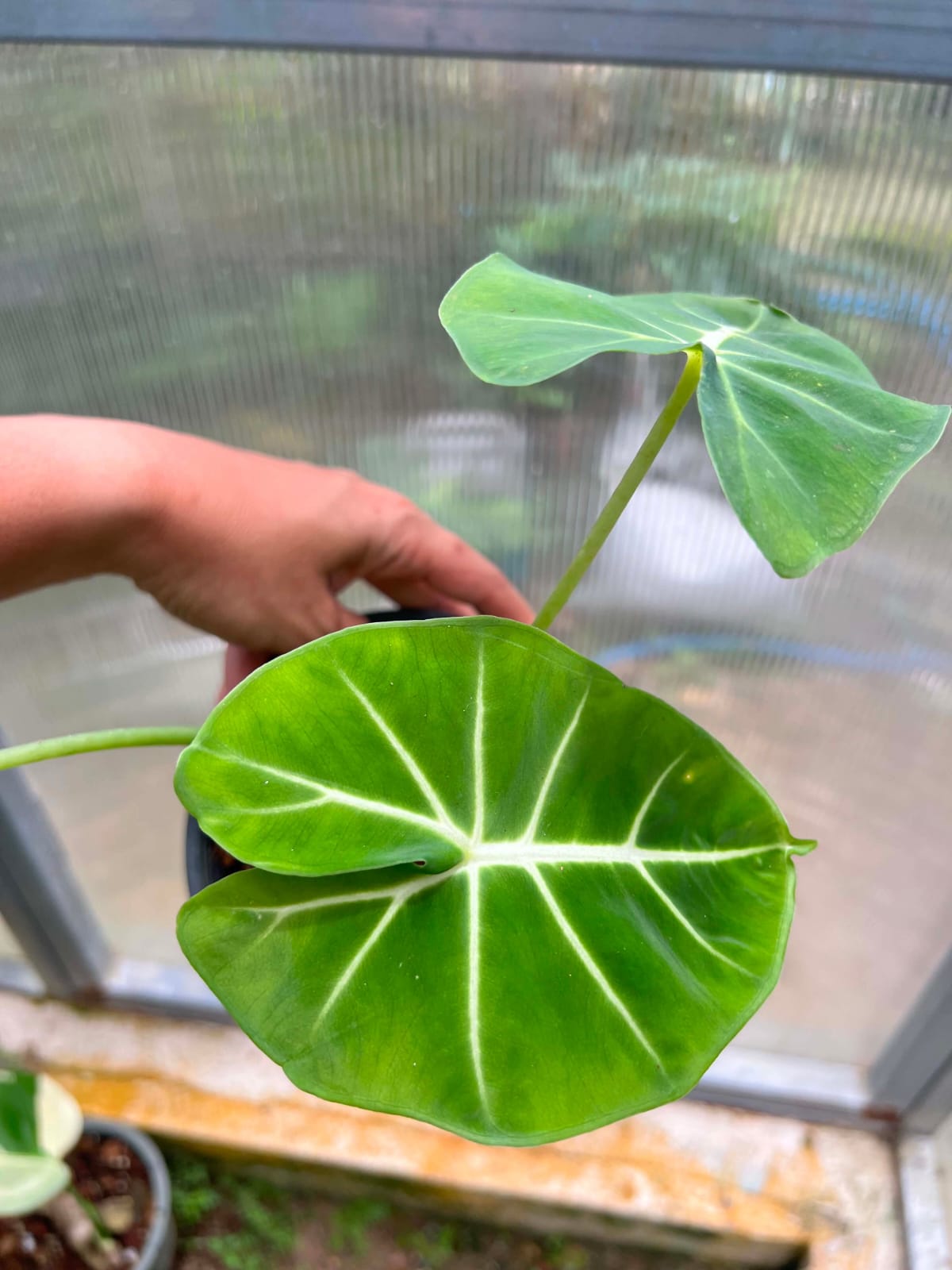 Alocasia Round Form  - Pre Order