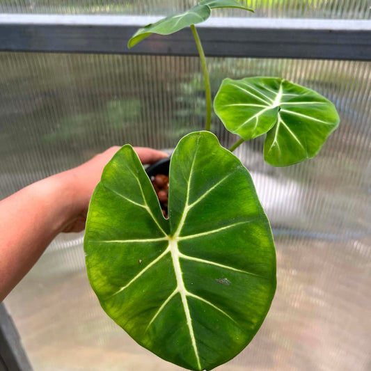 Alocasia Round Form  - Pre Order