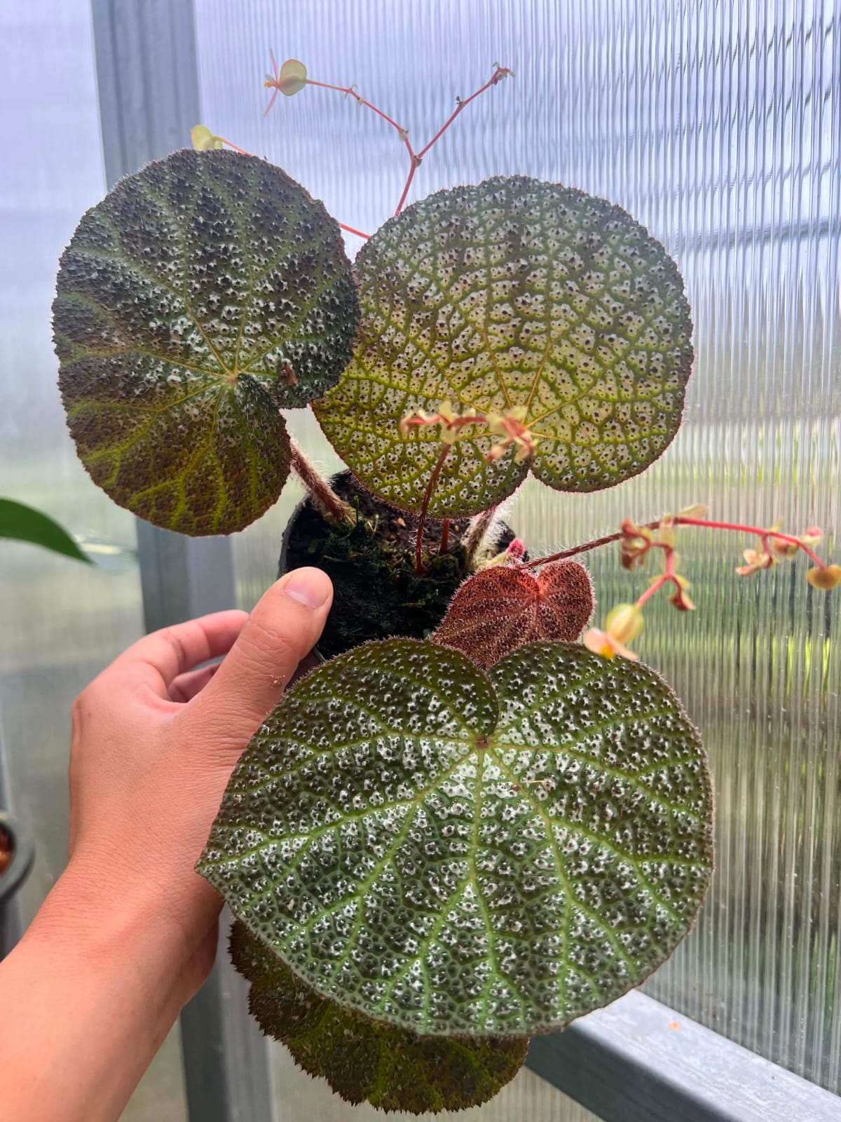 Begonia Hybrid A2  - Pre Order