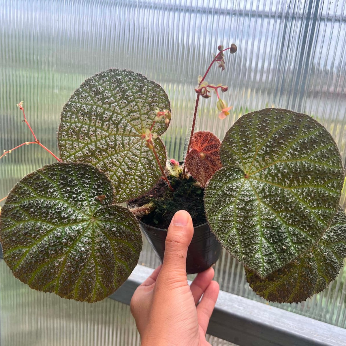 Begonia Hybrid A2  - Pre Order