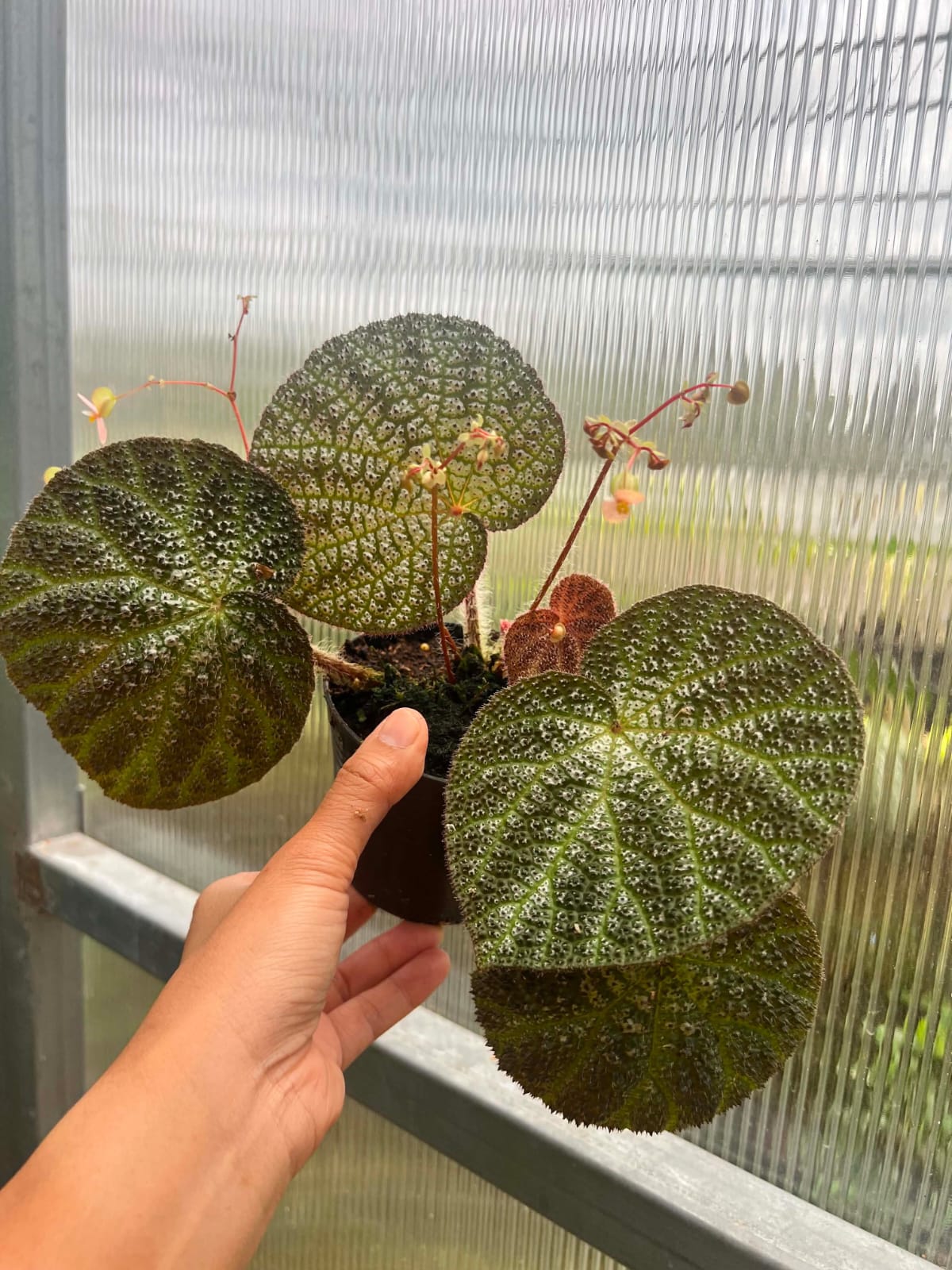 Begonia Hybrid A2  - Pre Order