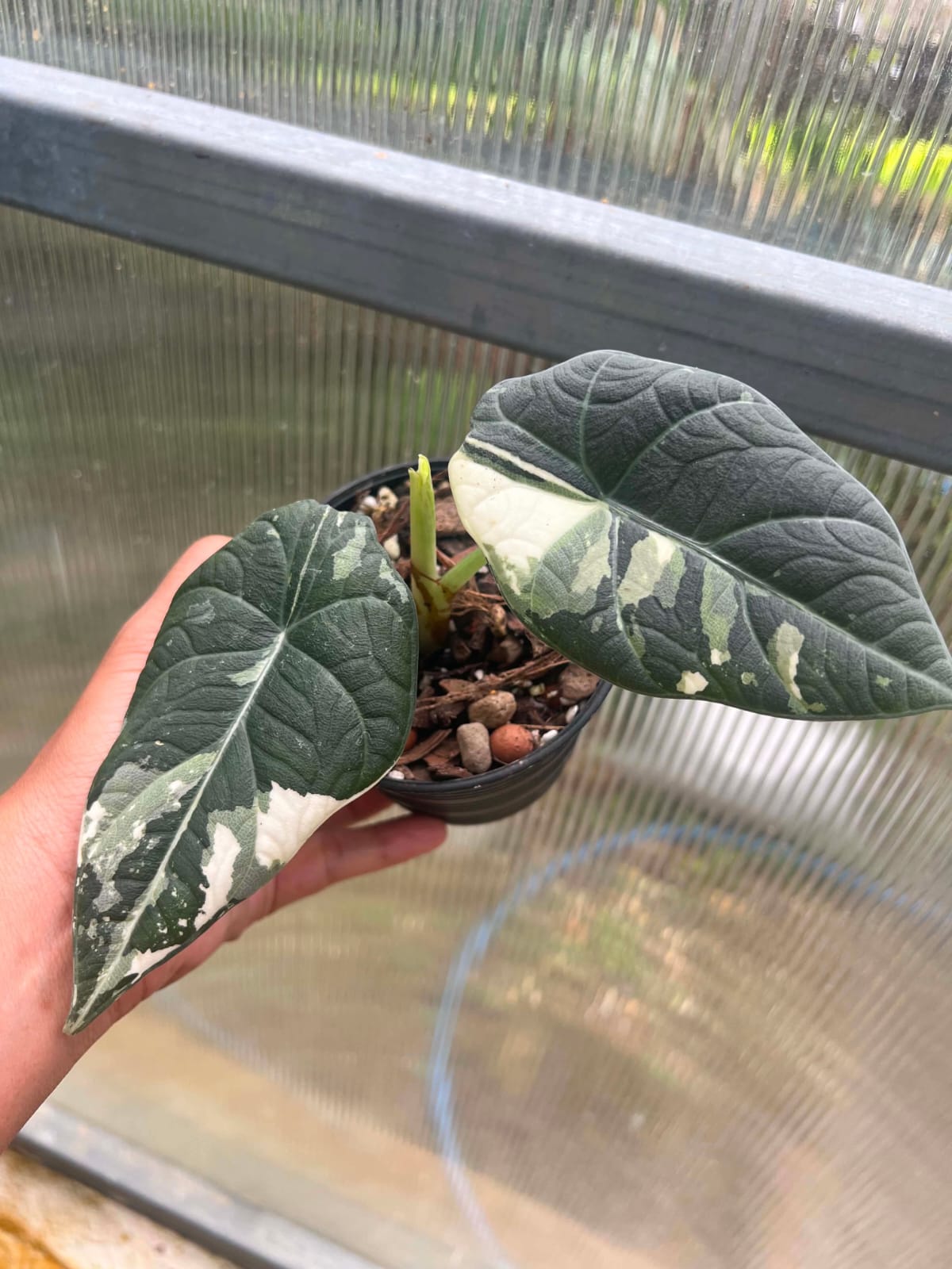 Alocasia Maharani Albo 1  - Pre Order