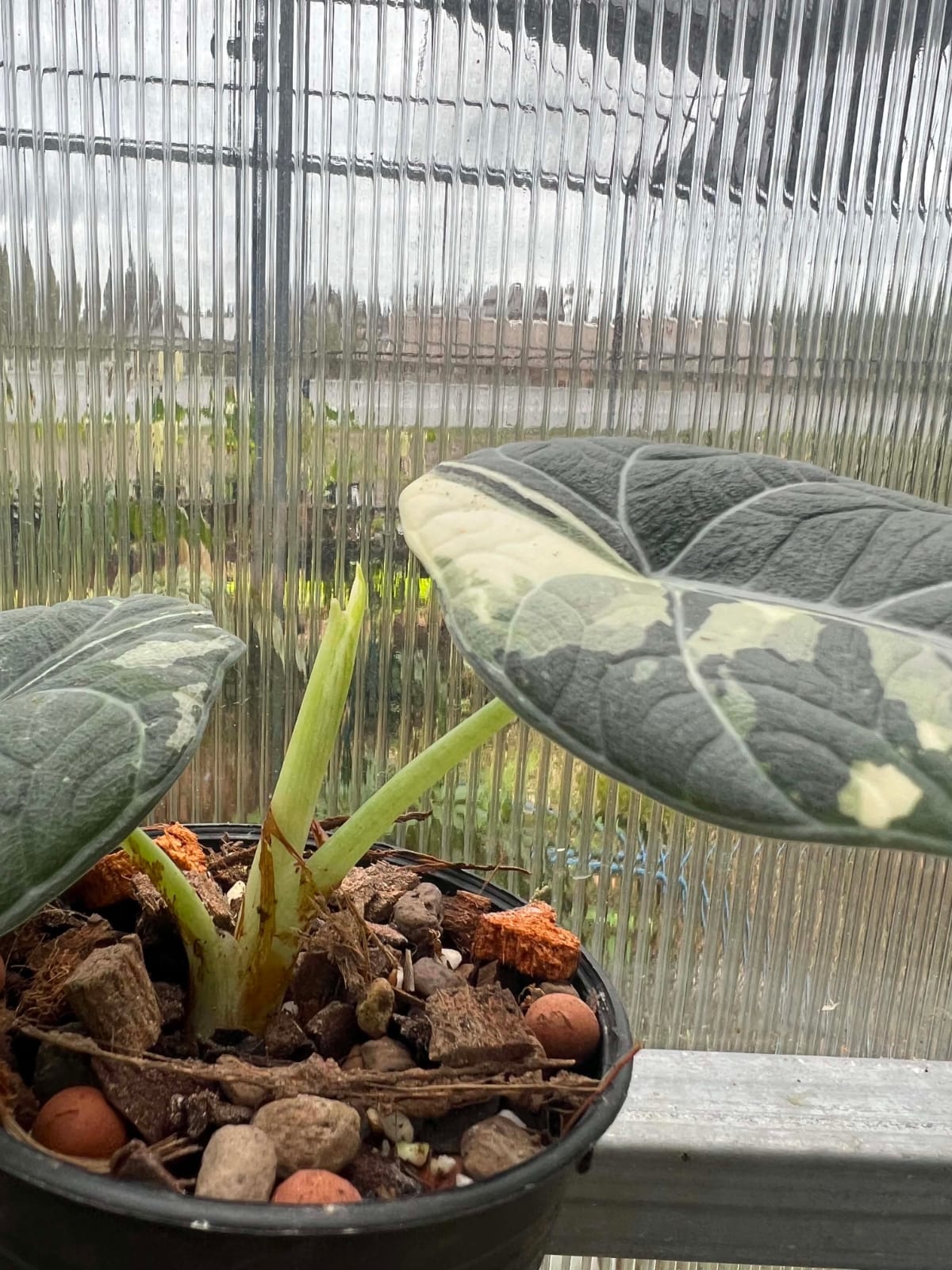 Alocasia Maharani Albo 1  - Pre Order