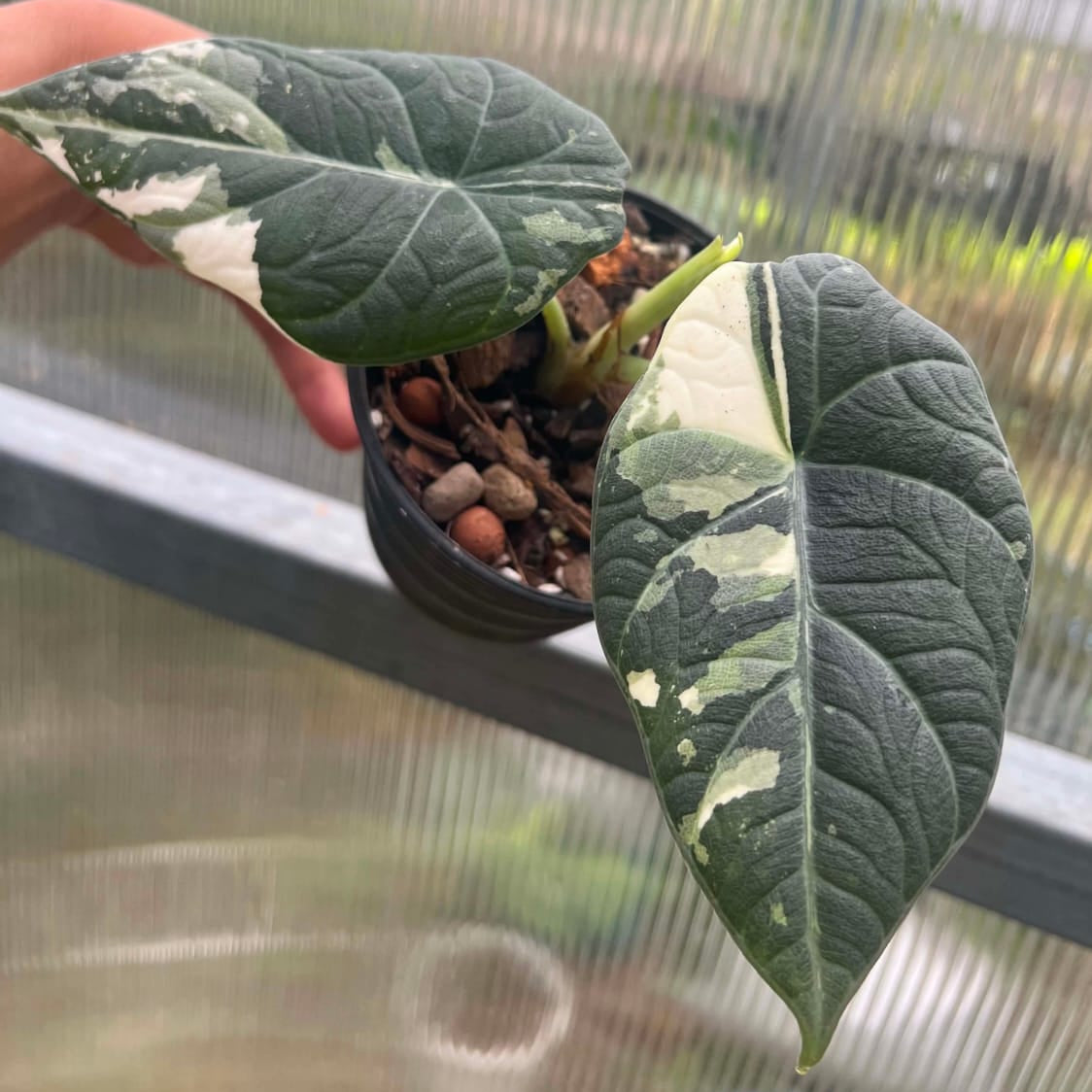 Alocasia Maharani Albo 1  - Pre Order