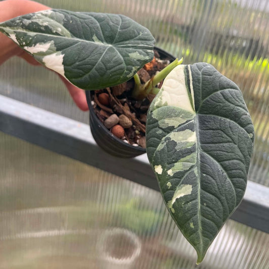 Alocasia Maharani Albo 1  - Pre Order