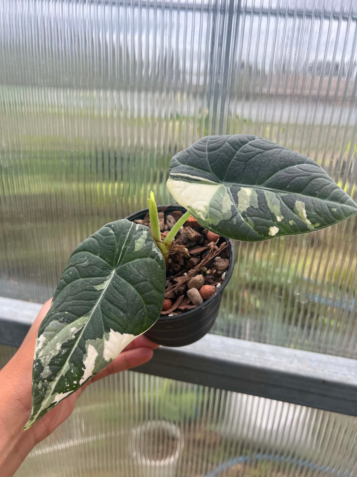Alocasia Maharani Albo 1  - Pre Order