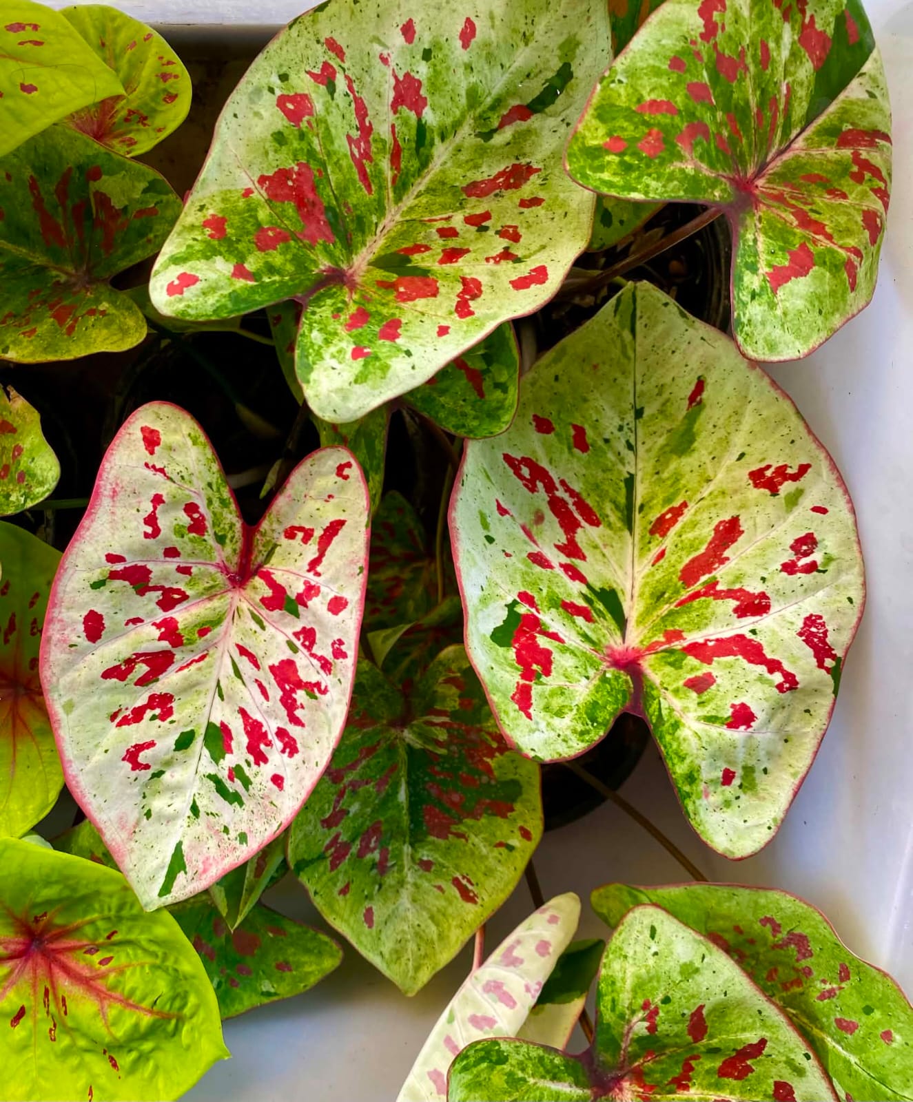 Caladium Pre-Order-C047