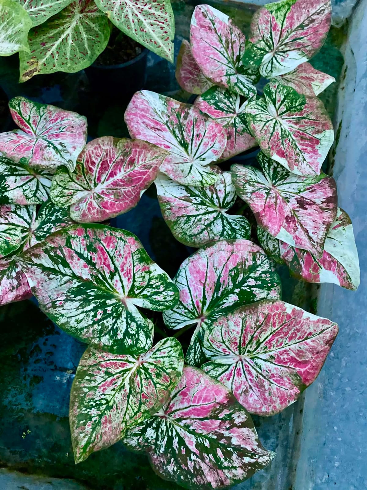 Caladium Pre-Order-C049