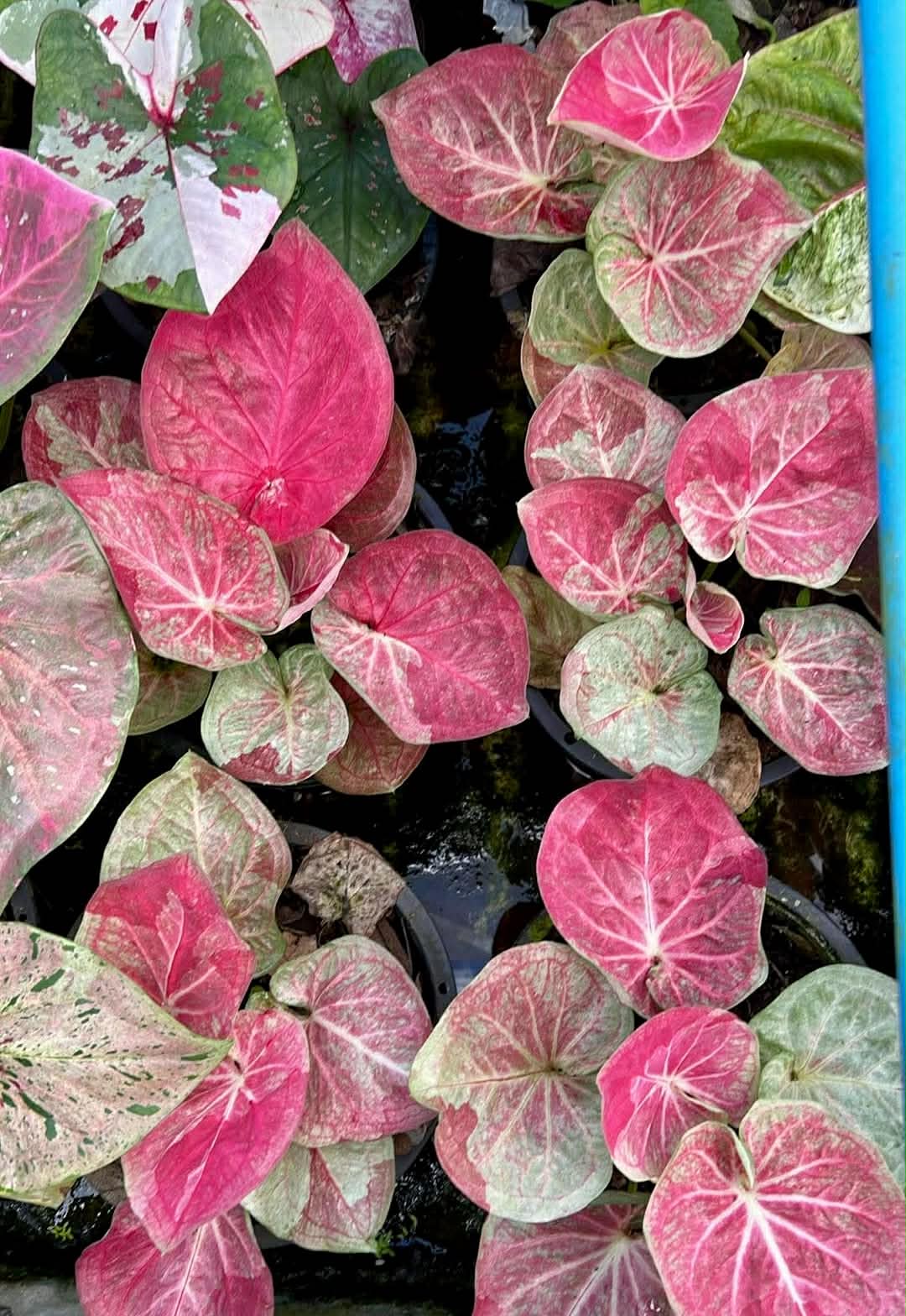 Caladium Pre-Order-C048