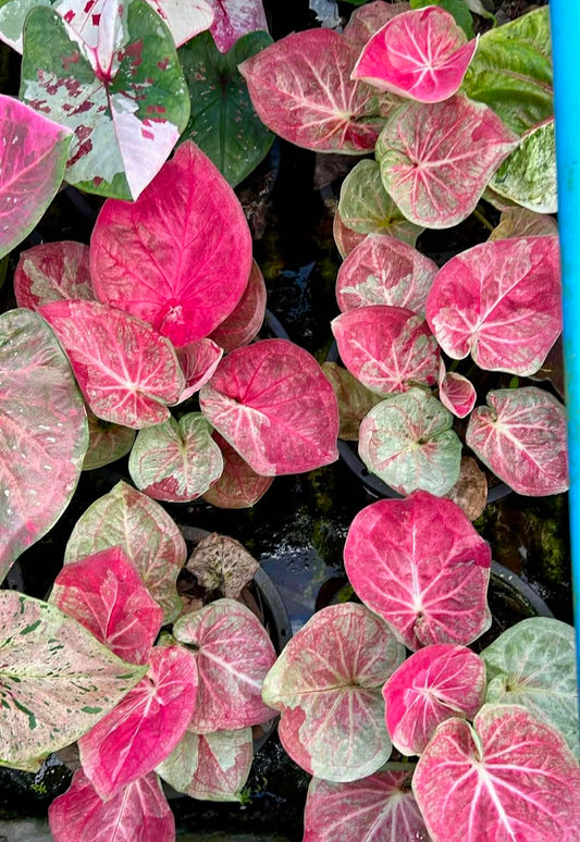 Caladium Pre-Order-C048