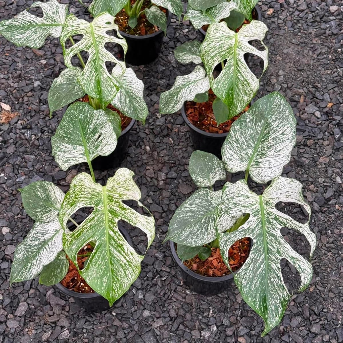 Monstera Devil Monster - Pre Order