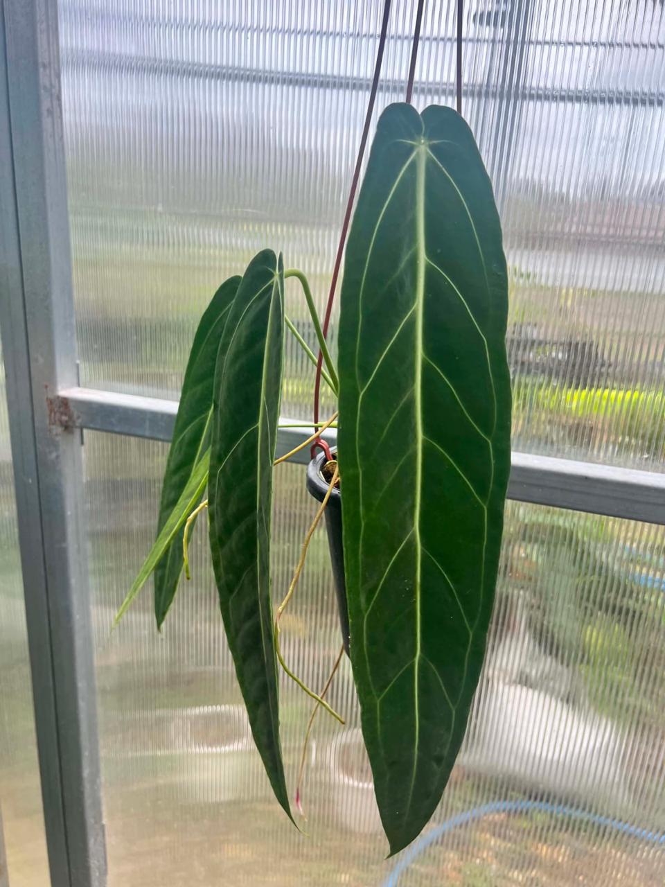 Anthurium warocqueanum - Pre Order