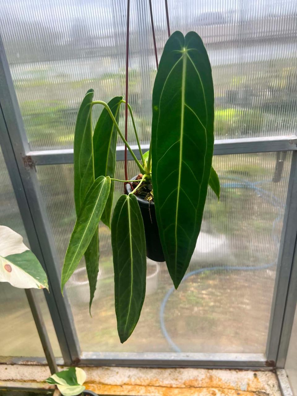 Anthurium warocqueanum - Pre Order
