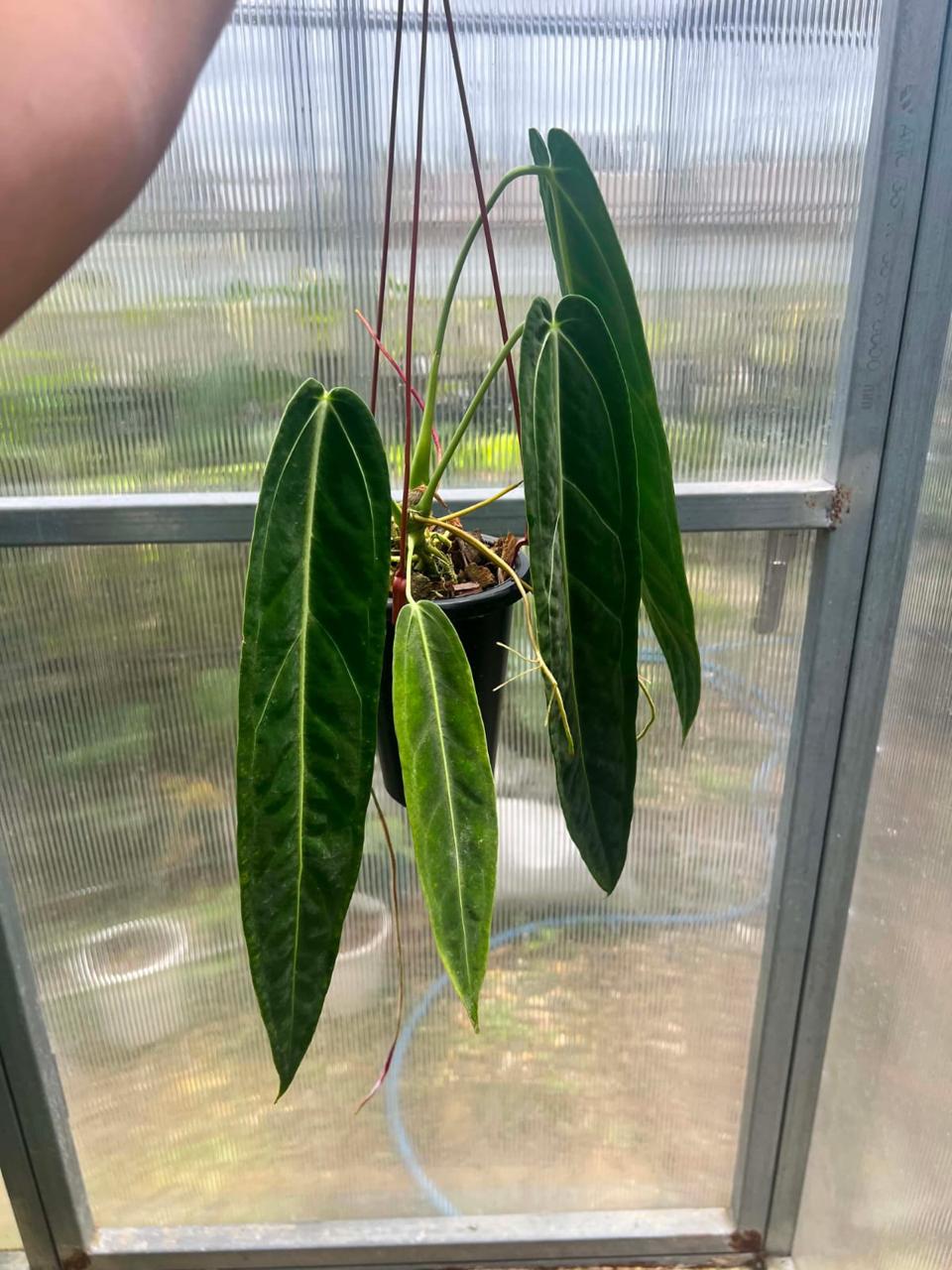 Anthurium warocqueanum - Pre Order