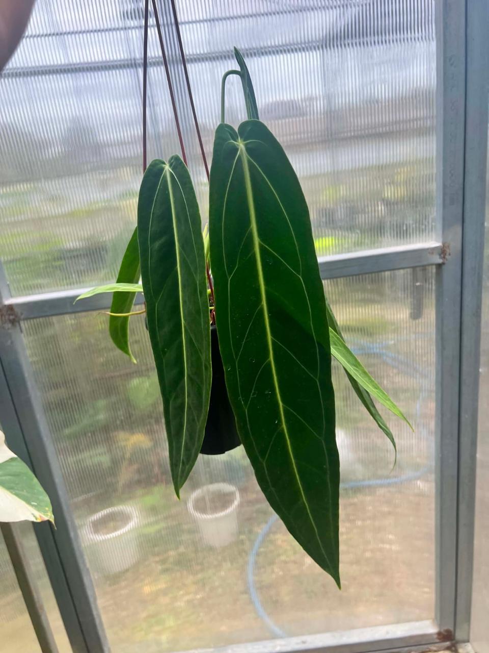 Anthurium warocqueanum - Pre Order