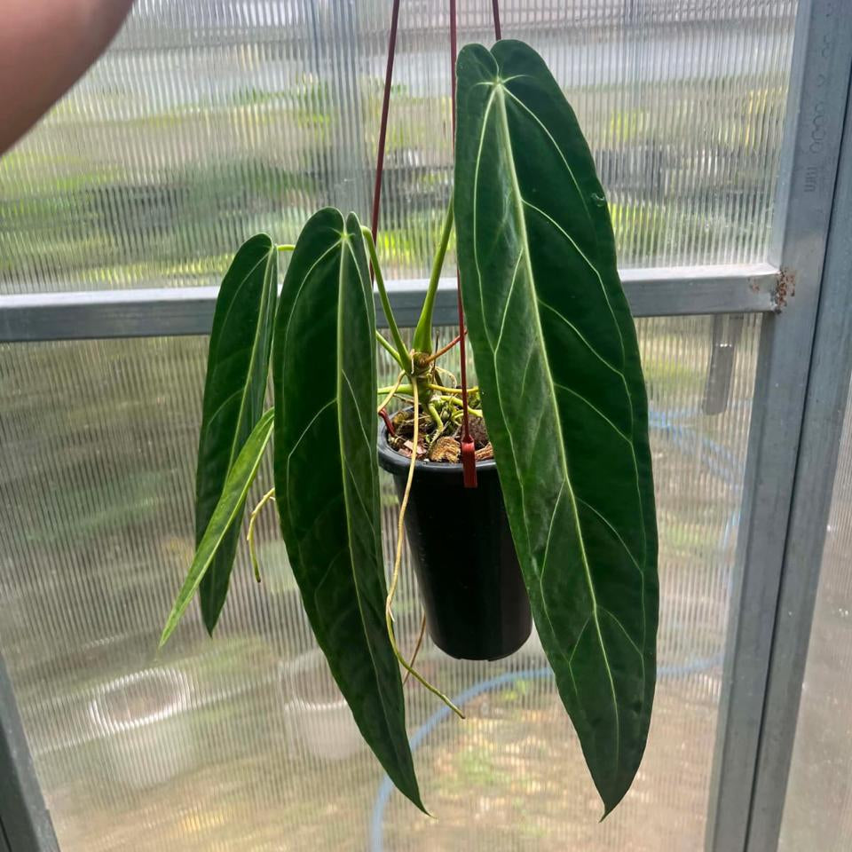 Anthurium warocqueanum - Pre Order